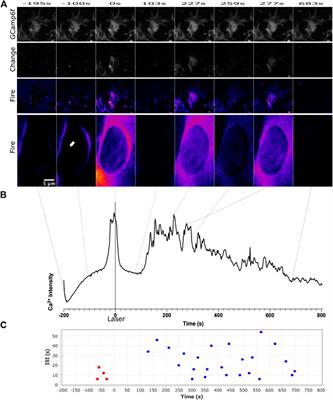 Laser-Induced Nuclear Damage Signaling and Communication in Astrocyte Networks Through Parp-Dependent Calcium Oscillations